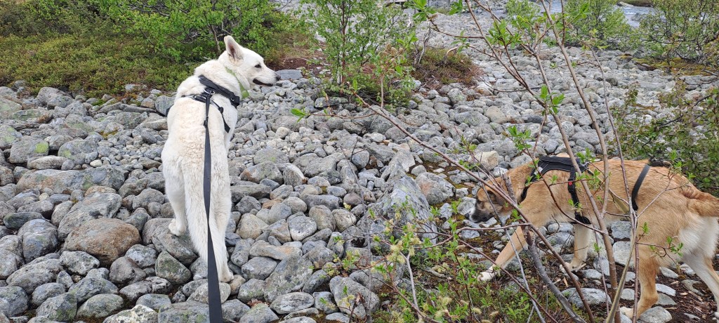 Kivinen polku Aspevatnetille