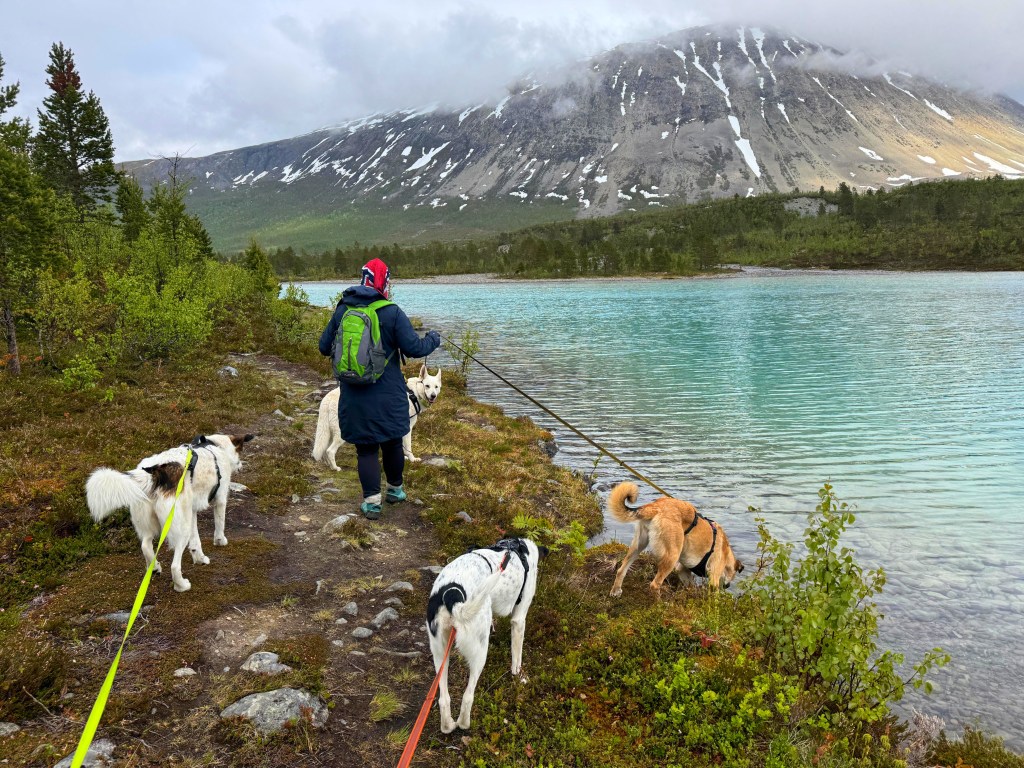 Nainen kävelee neljän koiran kanssa Aspevatnetilla.
